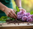 Jardinier préparant un lilas sur une table en bois