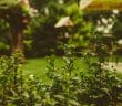 Les meilleures décorations de bordure de jardin pour l'hiver