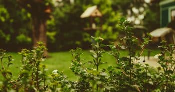 Les meilleures décorations de bordure de jardin pour l'hiver