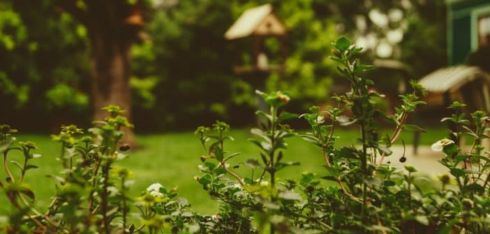 Les meilleures décorations de bordure de jardin pour l'hiver