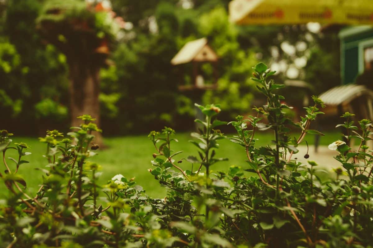 Les meilleures décorations de bordure de jardin pour l'hiver