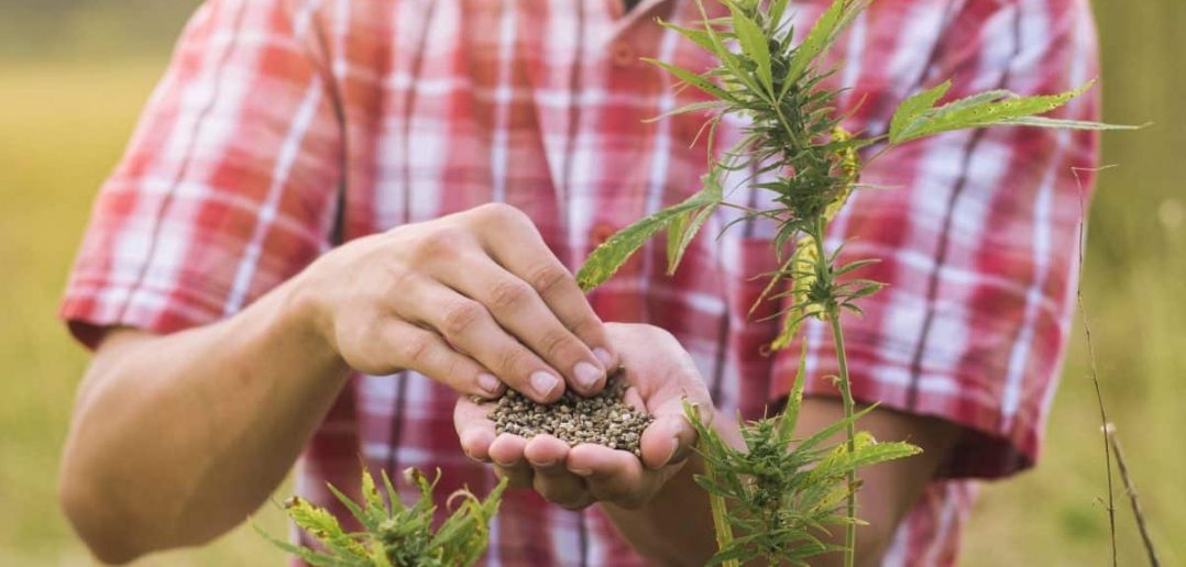 Faciles à cultiver : une sélection de fleurs pour embellir son jardin